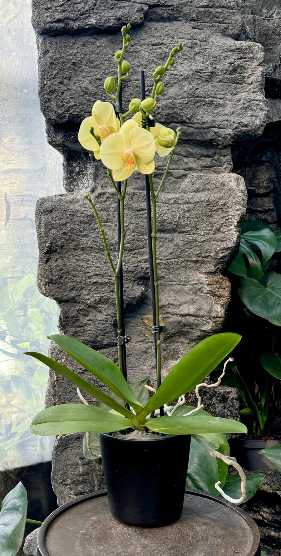 Phalaenopsis 'Yara' Golden Embers, 2 stänglar