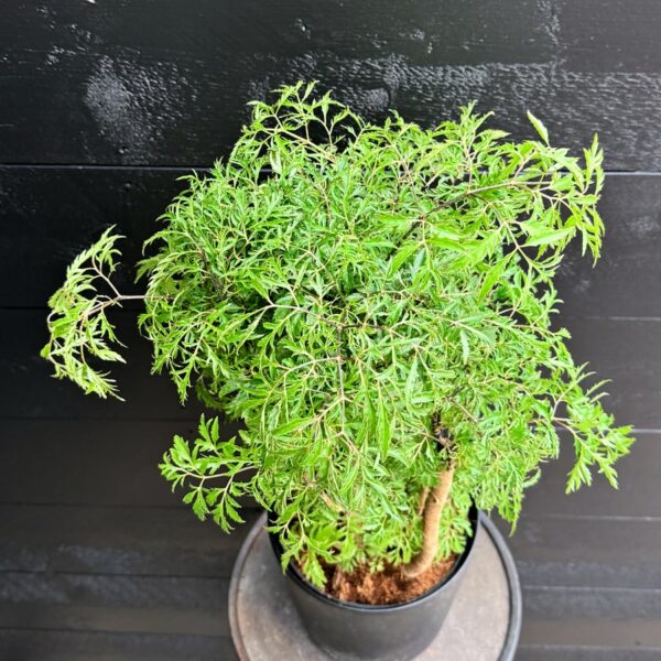 Polyscias fruticosa 'Hawaiian Ming', blad