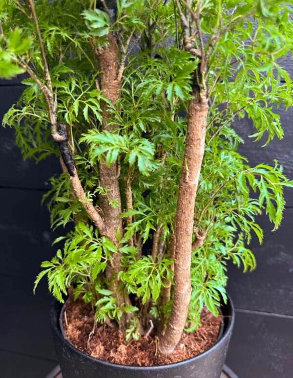 Polyscias fruticosa 'Hawaiian Ming', stamdetalj
