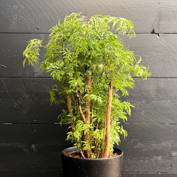 Polyscias fruticosa 'Hawaiian Ming', större vuxen planta