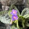 Primulina dryas 'Pretty Turtle', blommande planta