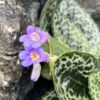 Primulina dryas 'Pretty Turtle', blommor