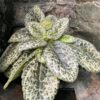 Primulina dryas 'Pretty Turtle', vuxen planta