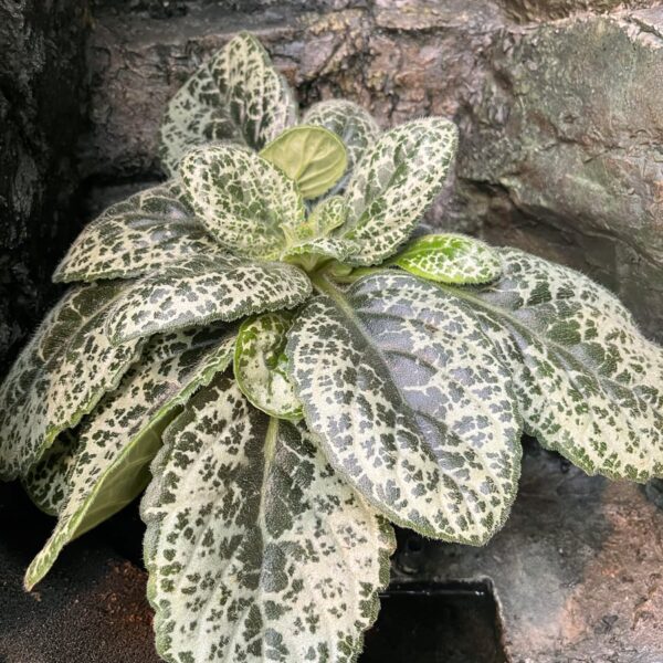 Primulina dryas 'Pretty Turtle', vuxen planta