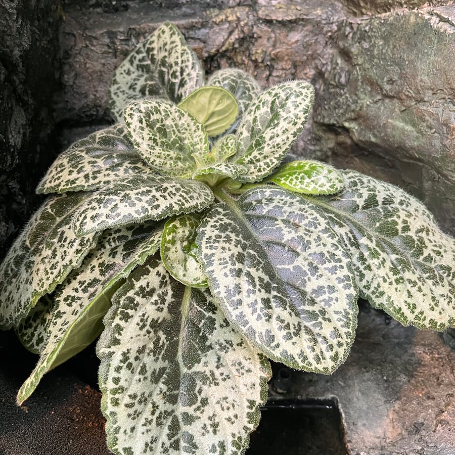 Primulina dryas 'Pretty Turtle', vuxen planta