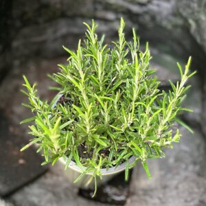 Rosmarinus officinalis, blad