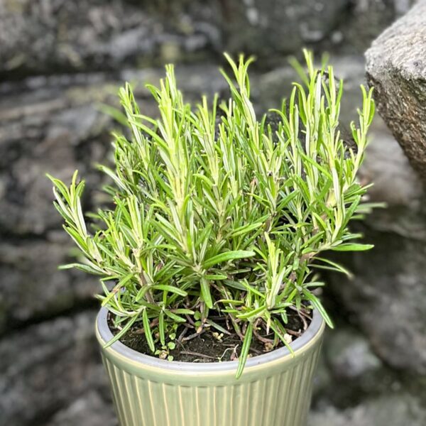 Rosmarinus officinalis, stor nog att skörda