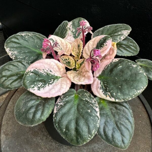 Saintpaulia ionantha 'Hovariagata', blad