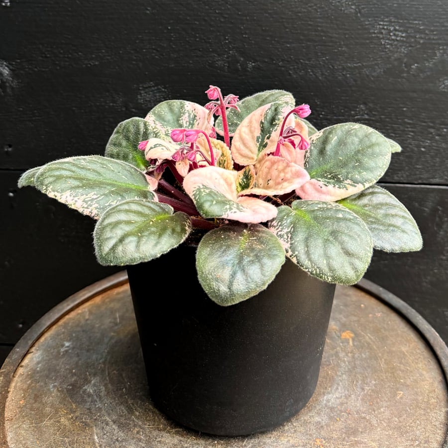 Saintpaulia ionantha 'Hovariagata', i knopp