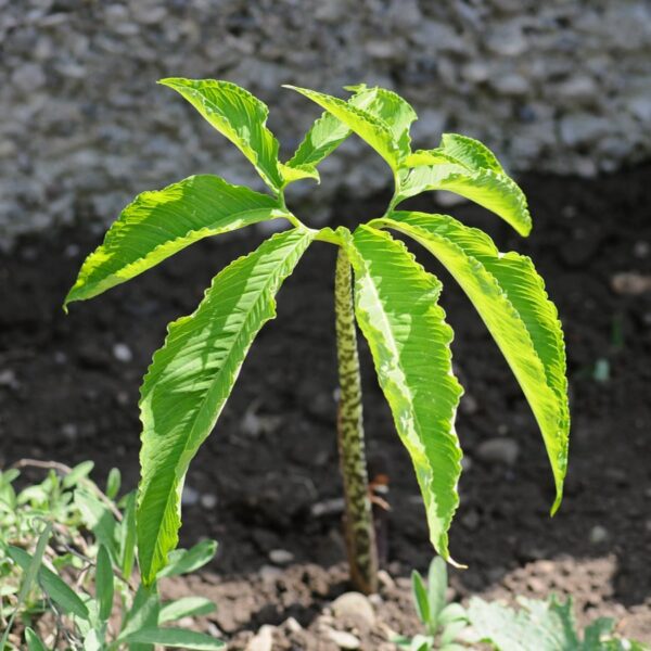 Sauromatum venosum, blad