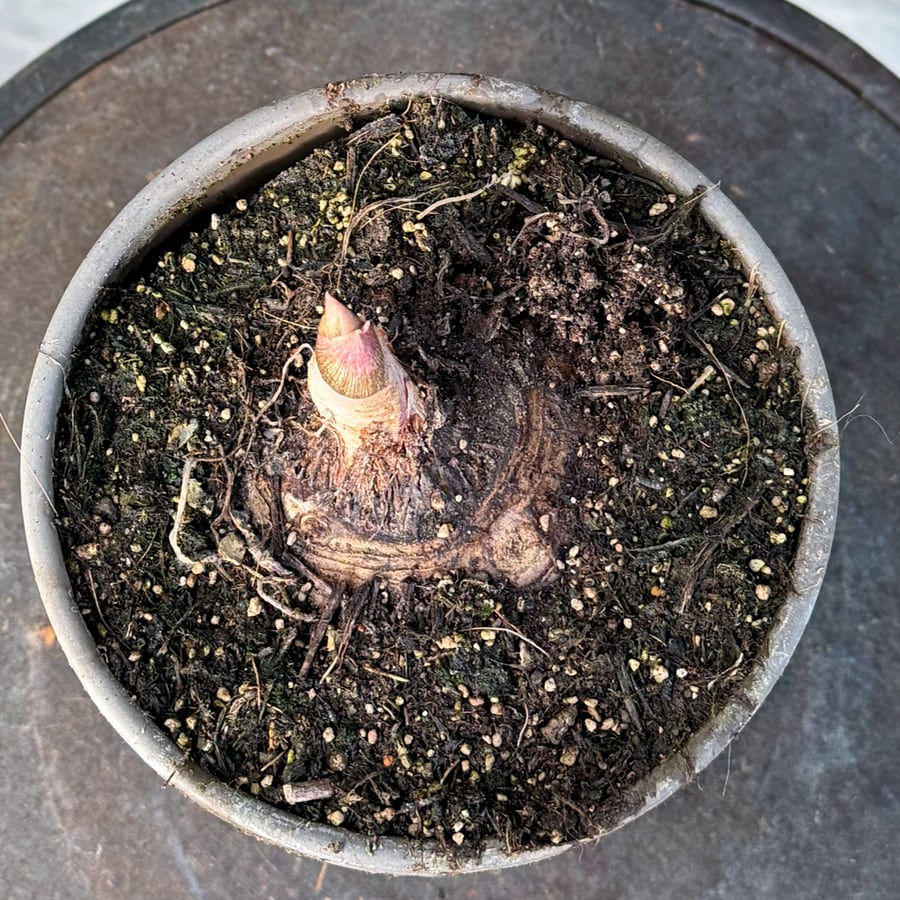 Sauromatum venosum, bulb