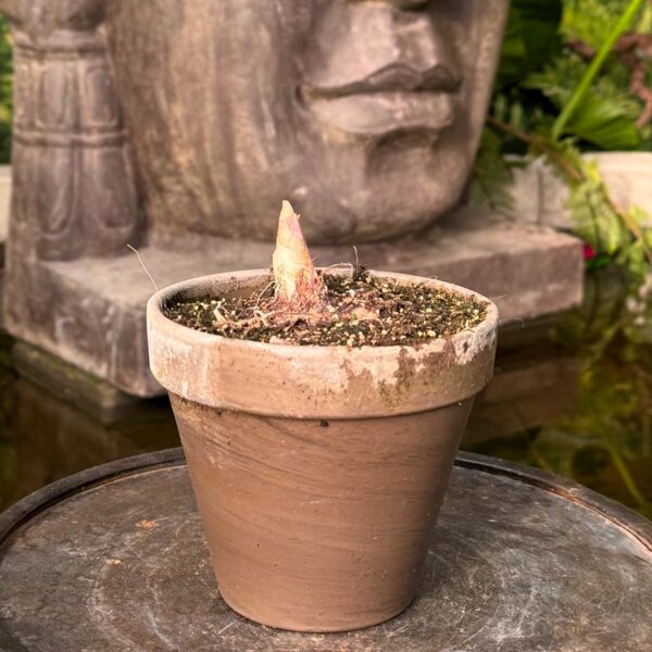 Sauromatum venosum, vuxen