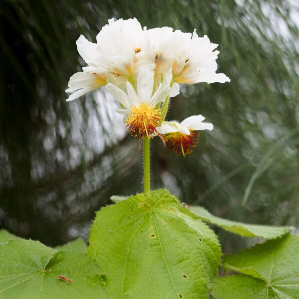 Sparrmannia africana, blommor