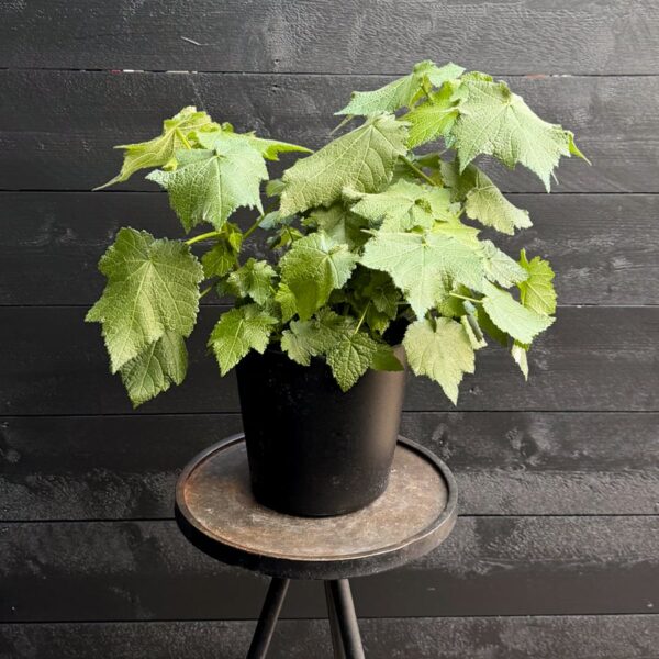 Sparrmannia africana, större ung planta