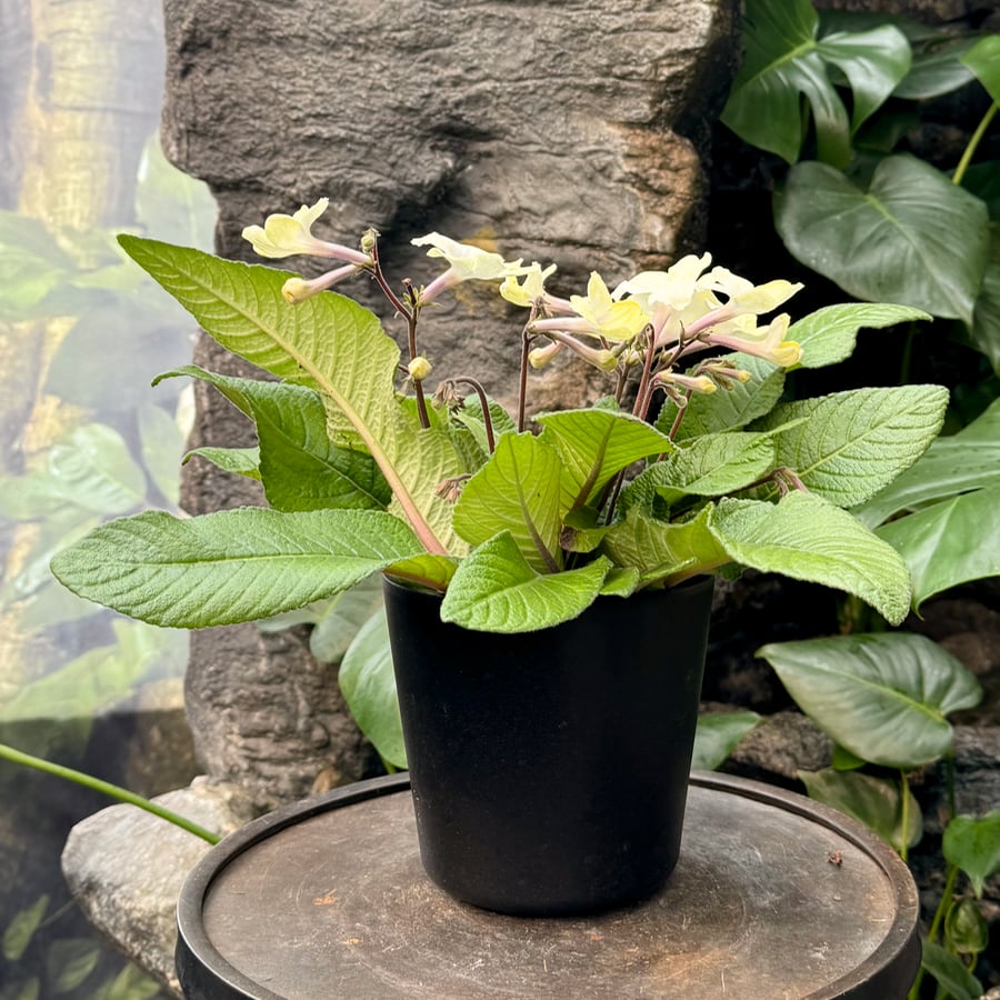 Streptocarpus-hybrid, citrongul och vit, blommande planta
