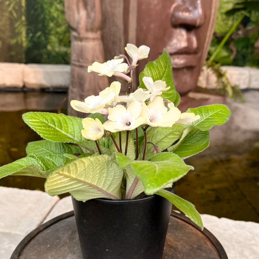 Streptocarpus-hybrid, citrongul och vit, blommande planta