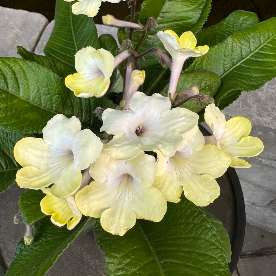 Streptocarpus-hybrid, citrongul och vit, blommor