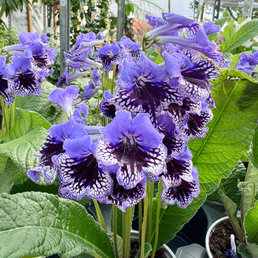 Streptocarpus-hybrid, lila och vit, blommor