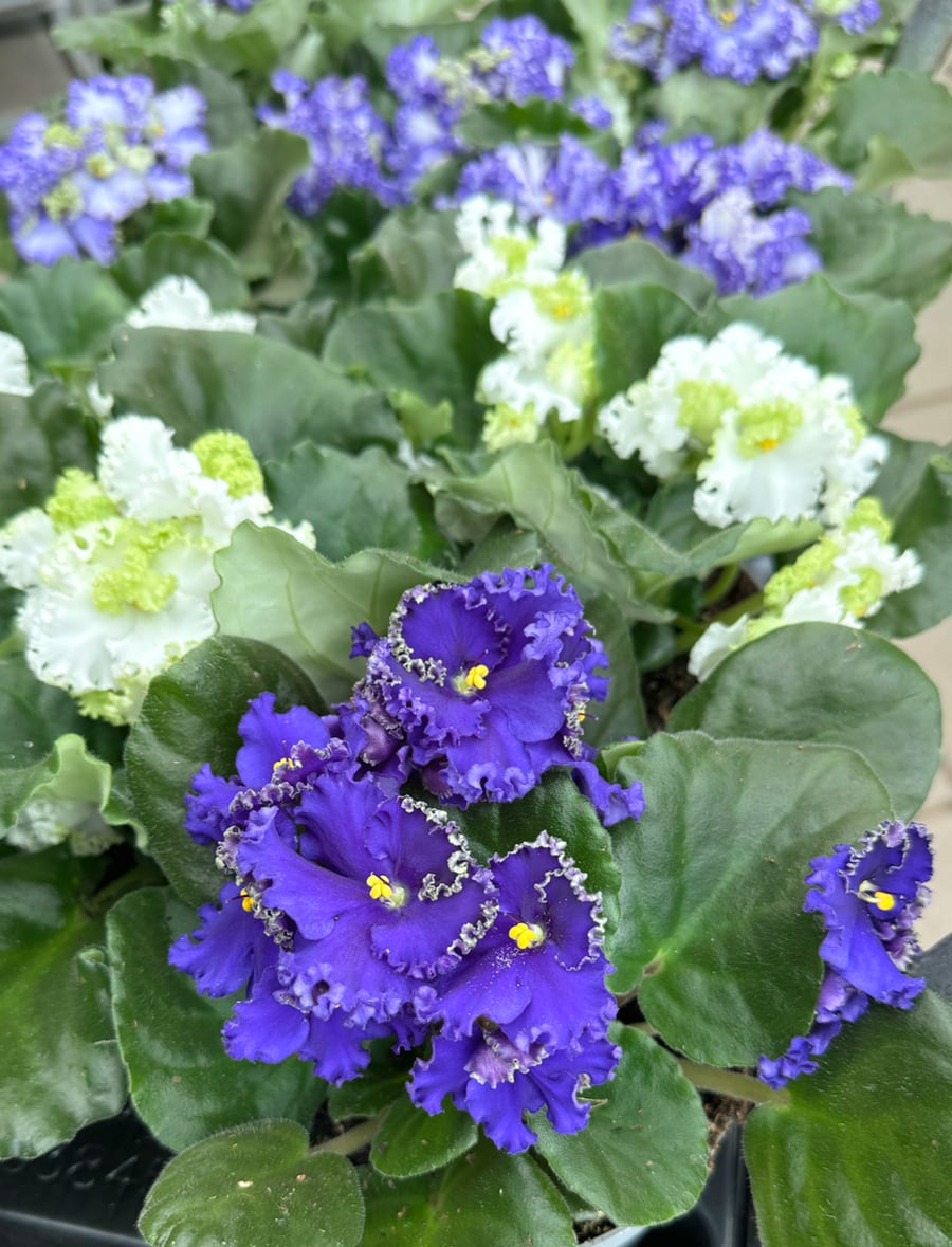 Streptocarpus ionanthus 'Curly', blommande plantor