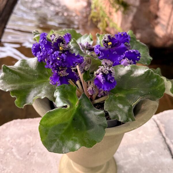 Streptocarpus ionanthus 'Curly', lila, blommande