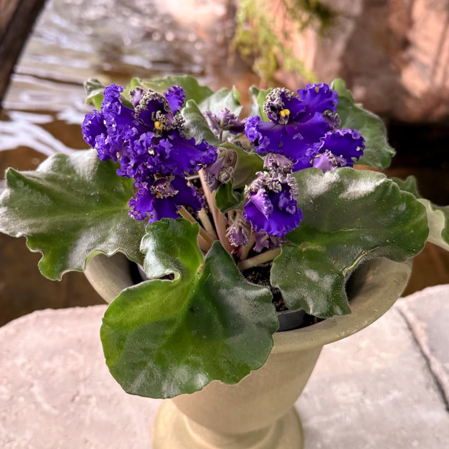 Streptocarpus ionanthus 'Curly', lila, blommande