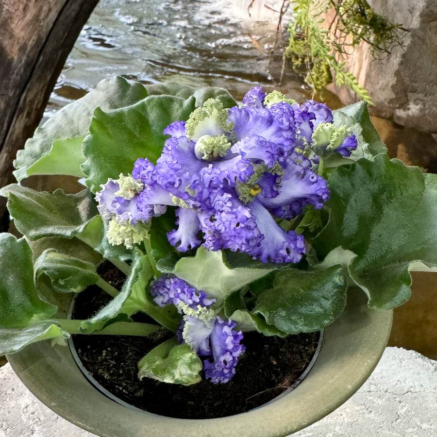 Streptocarpus ionanthus 'Curly', ljuslila och grönt, blommande plantor
