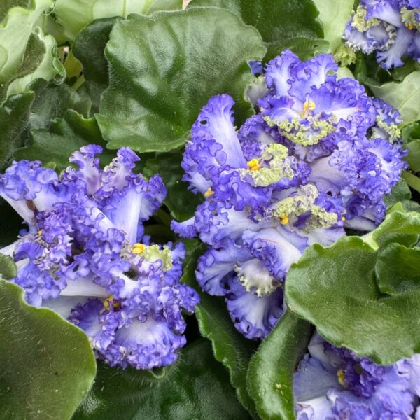 Streptocarpus ionanthus 'Curly', ljuslila och grönt, blommor