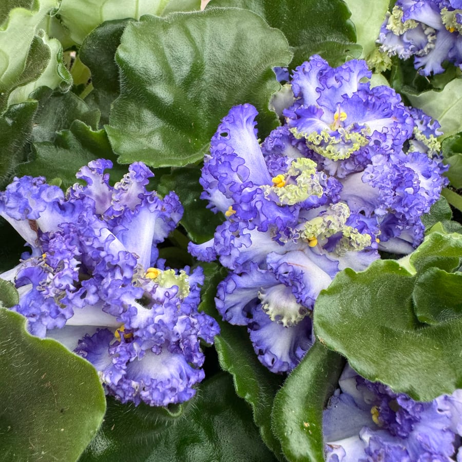 Streptocarpus ionanthus 'Curly', ljuslila och grönt, blommor