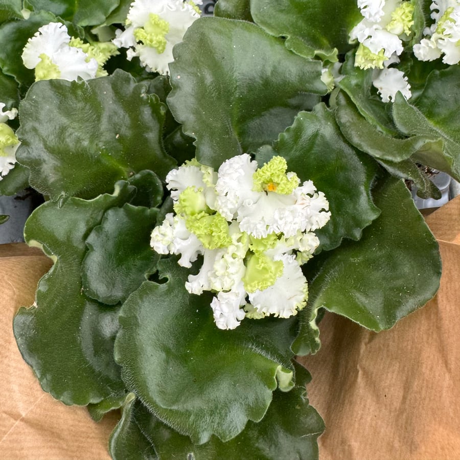 Streptocarpus ionanthus 'Curly', vit och ljusgron, blommande planta