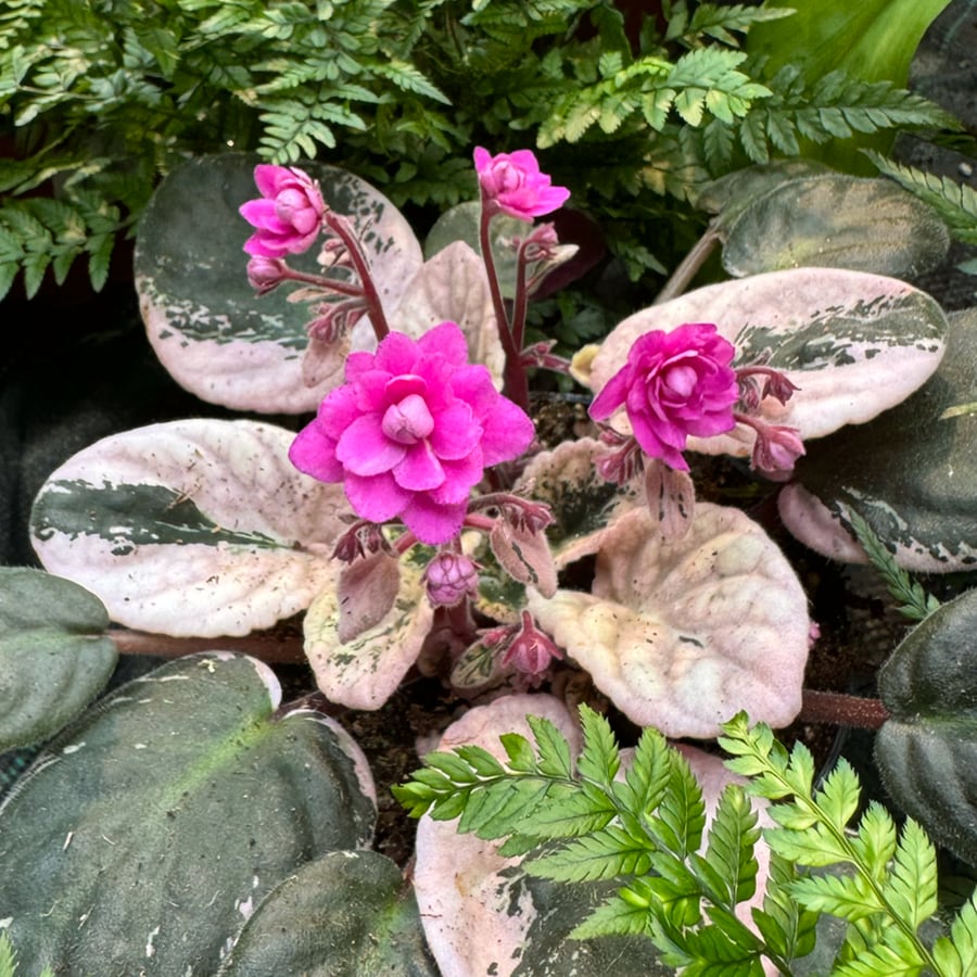 Streptocarpus ionanthus 'Hovariagata', blommor