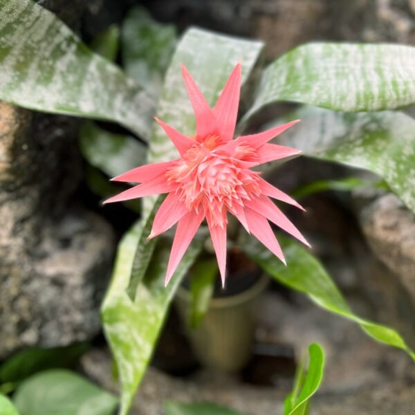 Aechmea fasciata 'Primera', blomma