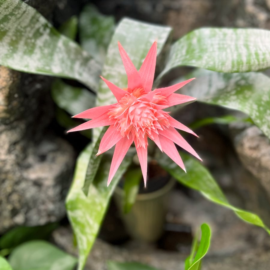 Aechmea fasciata 'Primera', blomma
