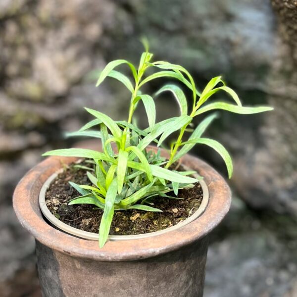 Artemisia dracunculus, ung planta