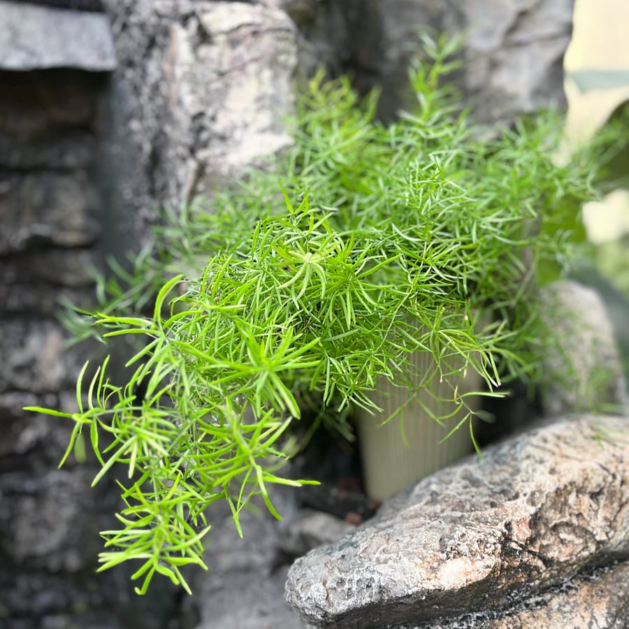 Asparagus aethiopicus 'Sprengeri', blad