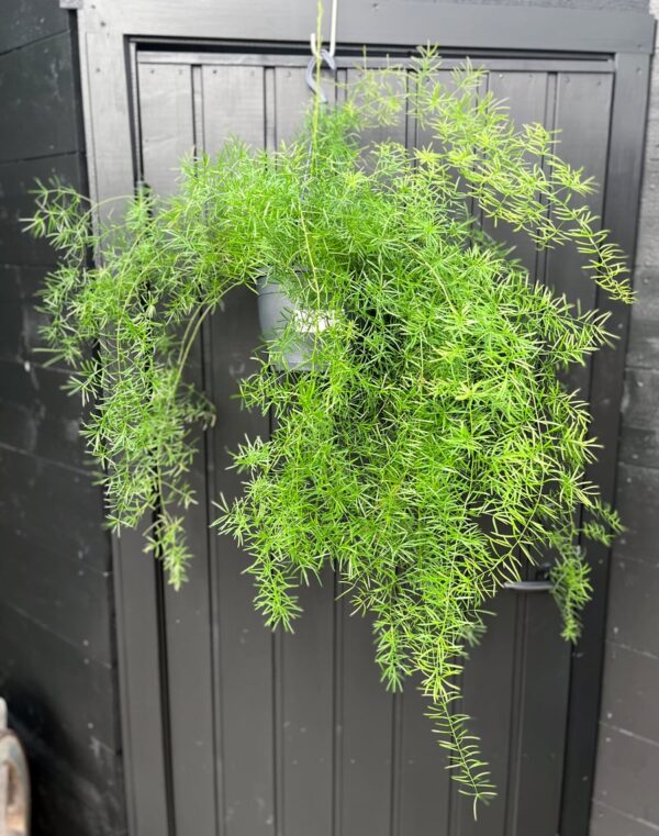 Asparagus aethiopicus 'Sprengeri', större vuxen planta