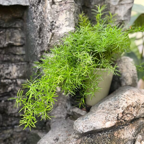 Asparagus aethiopicus 'Sprengeri', vuxen planta