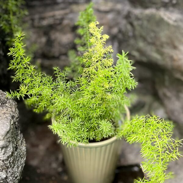 Asparagus densiflorus 'Meyeri', blad