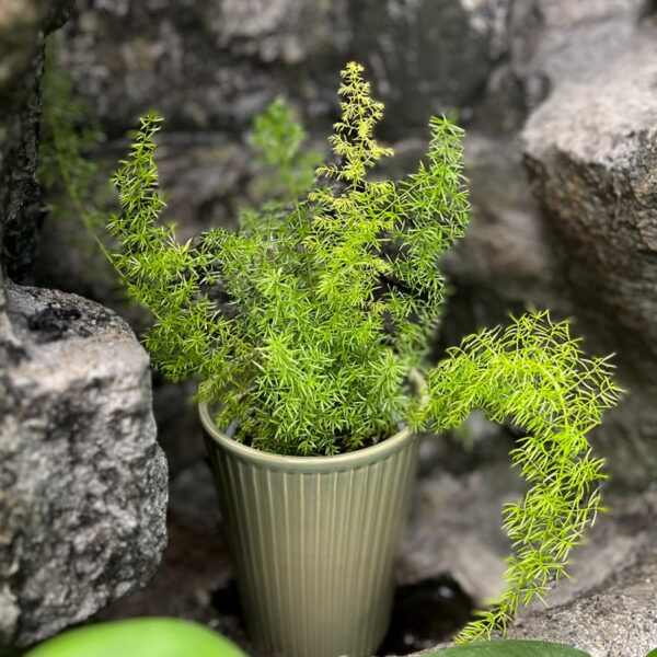 Asparagus densiflorus 'Meyeri', vuxen planta
