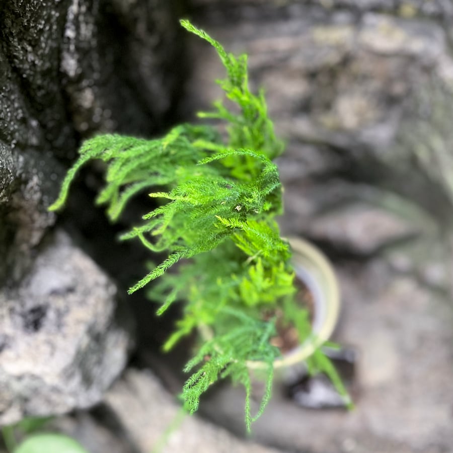 Asparagus setaceus 'Pyramidalis', blad