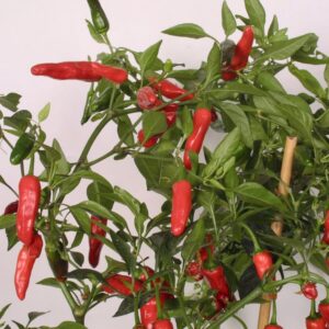Capsicum annuum 'Apache', med chili