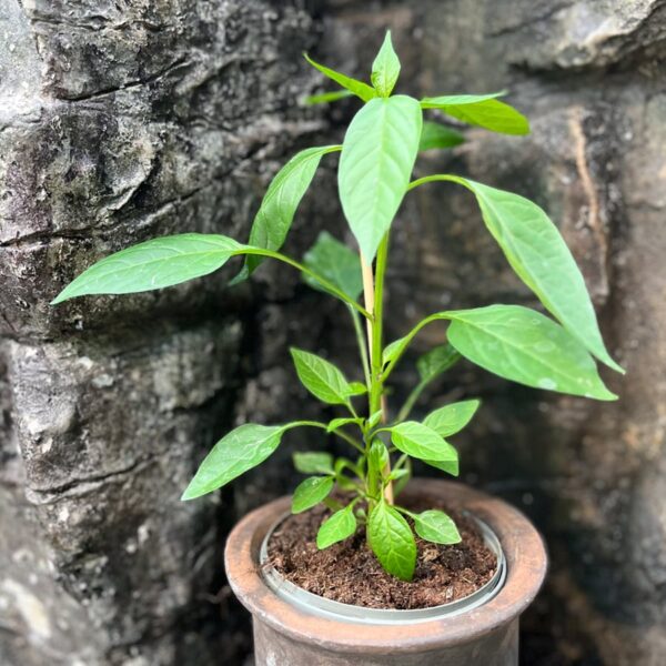Capsicum annuum 'Apache', större ung planta
