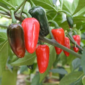 Capsicum annuum 'Jalapeno', med chili