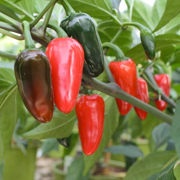 Capsicum annuum 'Jalapeno', med chili