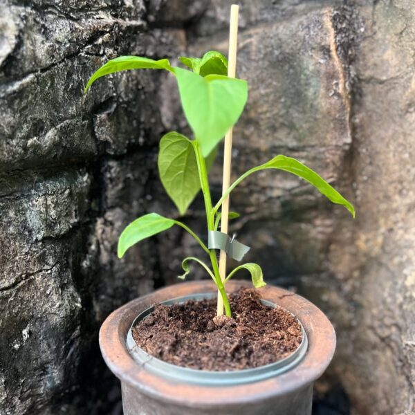 Capsicum annuum 'Jalapeno', större ung planta