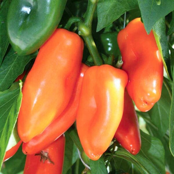 Capsicum annuum 'Krebs Sweet Orange'