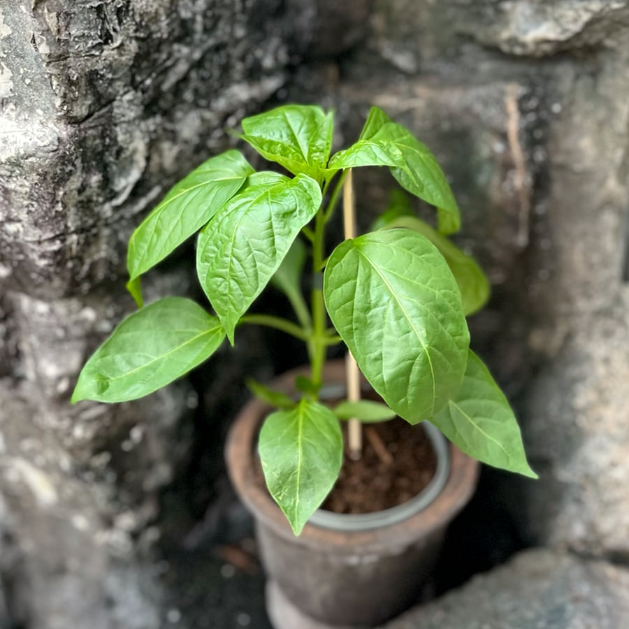 Capsicum annuum 'Penis', blad