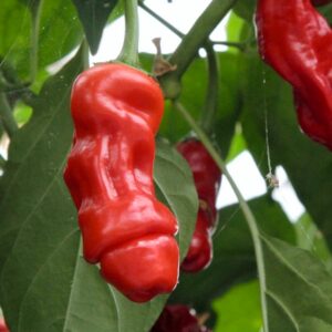 Capsicum annuum 'Penis', frukt