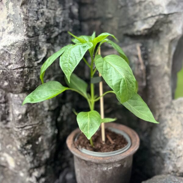 Capsicum annuum 'Penis', större ung planta