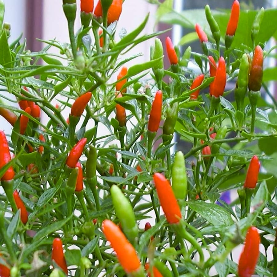 Capsicum annuum 'Thai Chili', med chili