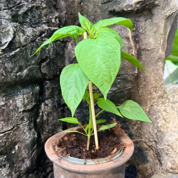 Capsicum annuum 'Thai Chili', större ung planta
